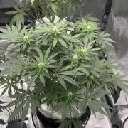 Mi primer cultivo
