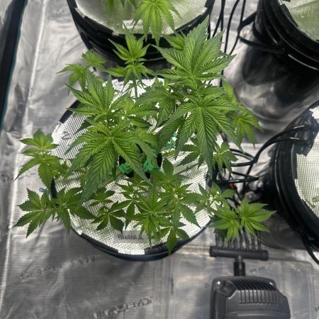 Mi primer cultivo