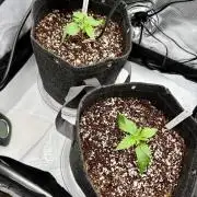 Pluto Banana Cookies Auto