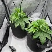 Pluto Banana Cookies Auto