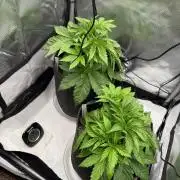 Pluto Banana Cookies Auto