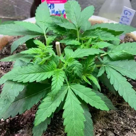 G13 Haze - 2020 InDoor Grow