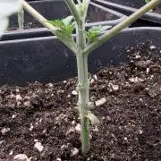 Biscotti Gelato - Non-Auto - 420