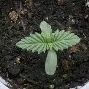 American Graffiti - Purple City Genetics