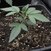 Z42 - Non-Auto - 420