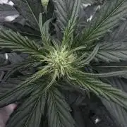 Guava Sundae Auto - 420