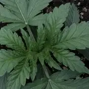 LCR - Non-Autoflowering - 420