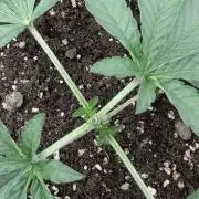 Z42 - Non-Auto - 420