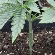 LCR - Non-Autoflowering - 420