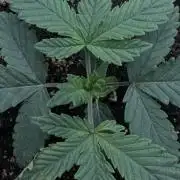 Papayaton - Non-Autoflowering- 420