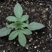 Biscotti Gelato - Non-Auto - 420