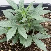 Guava Sundae Auto - 420