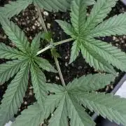 Papayaton - Non-Autoflowering- 420