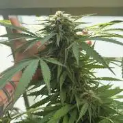 Bay Burger ~ Delicious Seeds Balcony