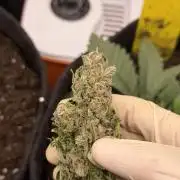 Bay Burger ~ Delicious Seeds Balcony