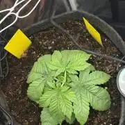 1st Grow