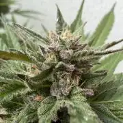Bay Burger ~ Delicious Seeds Balcony