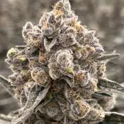 1st Grow