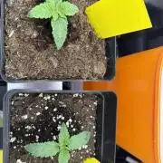1st Grow