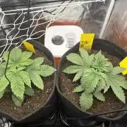 1st Grow