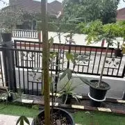 (F) Apple jelly Outdoor  clone