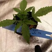 (R) Blueberry Pancake x SSH (F2)