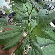 (F) Apple jelly Outdoor  clone