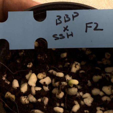 (R) Blueberry Pancake x SSH (F2)