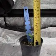 (R) Blueberry Pancake x SSH (F2)