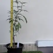 (F) Apple jelly Outdoor  clone