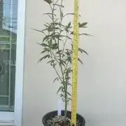 (F) Apple jelly Outdoor  clone