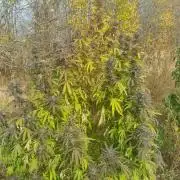 Jamaica Fast Taiga