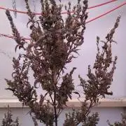 Auto Barashek axxseeds