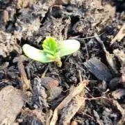 Hombre guerrilla growing