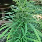 Leeward Islands Jamaican Sativa Showcase