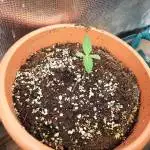 Acapulco Gold