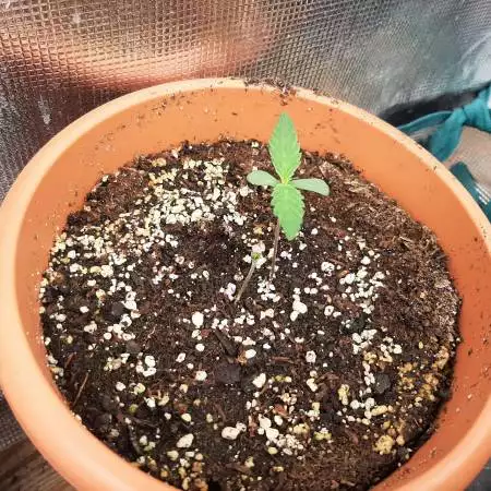 Acapulco Gold
