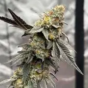 Zero Gravity (GMO X Oreoz)