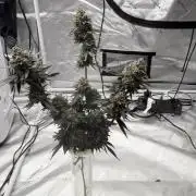 Purple Panty Dropper