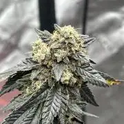 Black Maple