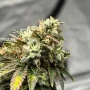 Glitter Bomb