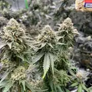 Purple Panty Dropper