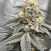 Zero Gravity (GMO X Oreoz)