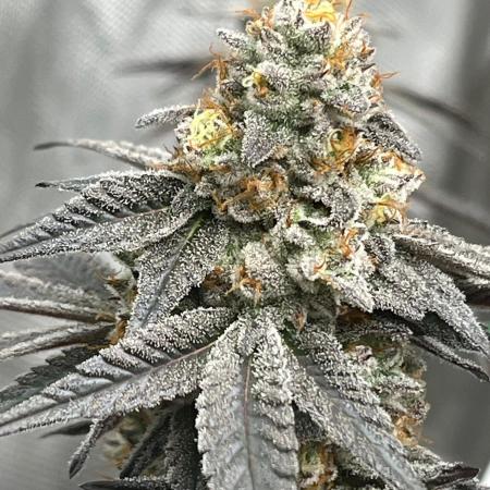 Zero Gravity (GMO X Oreoz)