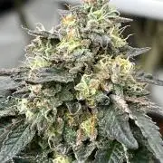 Black Maple