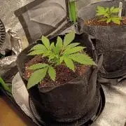 My first grow.