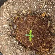 My first grow.