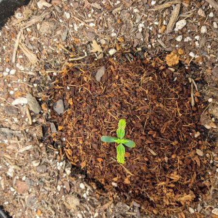 My first grow.