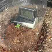 My first grow.