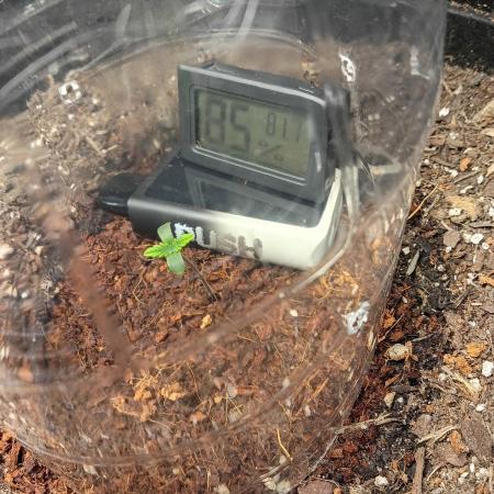 My first grow.